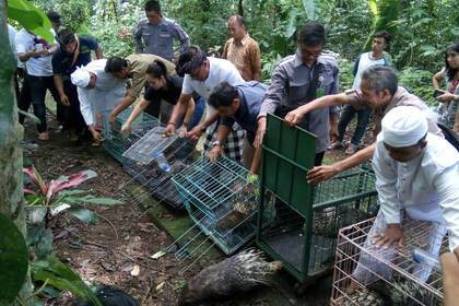 Animals are released back into the wild