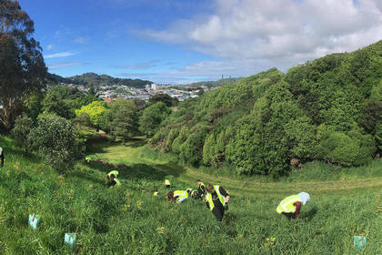 In New Zealand, the volunteers are outdoors a lot