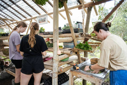 Hier erntest und bereitest du deinen eigenen Salat vor
