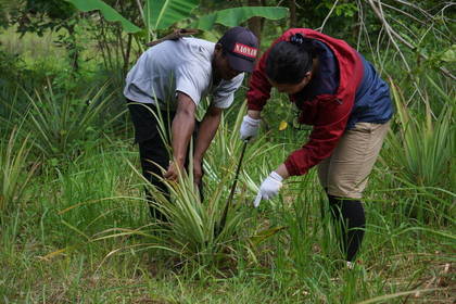 Wiederherstellung des natürlichen Lebensraums auf Borneo