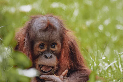 Baby Orang-Utan