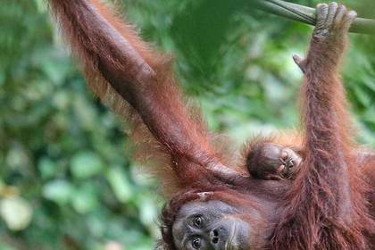 Orang-Utan mit Baby