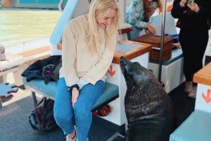 Bekanntschaft machen mit Seelöwen