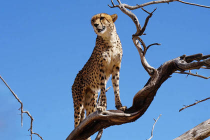 Gepard in Namibia