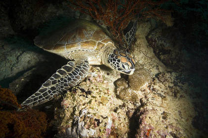 Meeresschildkröte in Tansania