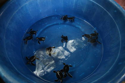 Babyschildkröten in Tansania