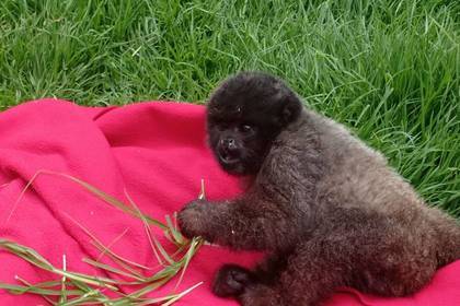 Affenbaby in der Auffangstation