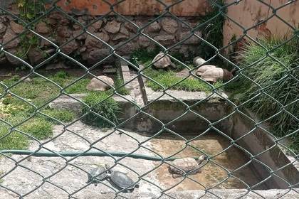 Hier lernst du unterschiedliche Wildtiere kennen!