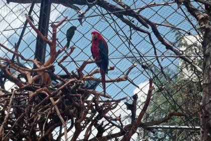 Papagei im Tierschutz Projekt