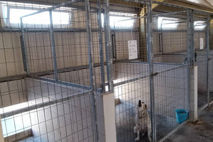 Straßenhunde im Projekt