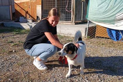 Kümmere dich hier liebevoll um Straßenhunde