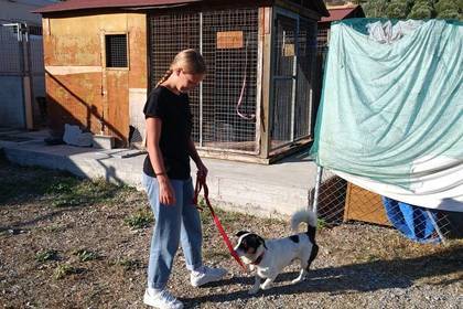 Gassi gehen gehört auch zu deinen Aufgaben