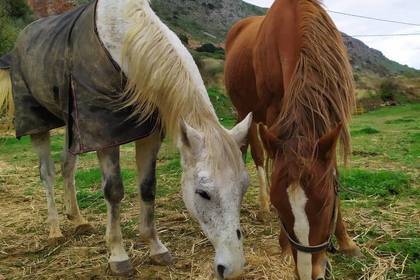 Zwei der Pferde auf dem Projektgelände