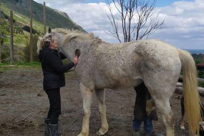 Tägliche Arbeit mit den Pferden