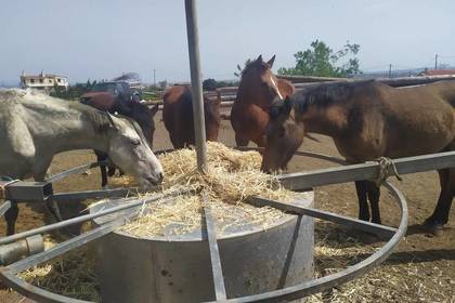 Fütterung der Pferde gehört auch zu den Aufgaben