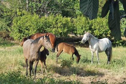 Get involved in horse welfare on Crete