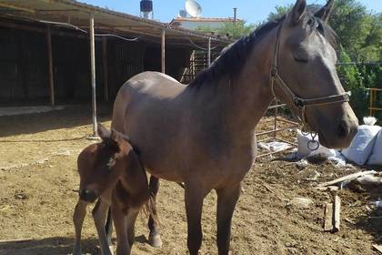 Jungtier mit Mutter im Pferdeprojekt