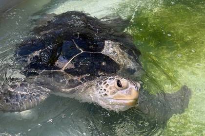 Eine gerettete Schildkröte im Freiwilligenprojekt