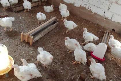Chickens are also kept on the farm in Senegal