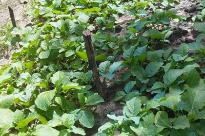 Auf der Farm im Senegal wird alles auf nachhaltige Weise angebaut