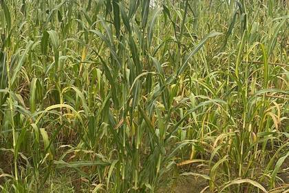 Grain cultivation on the ecological farm in Senegal