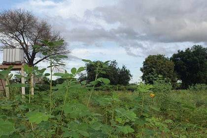 Auf der Farm im Senegal wird ökologische Farmarbeit betrieben