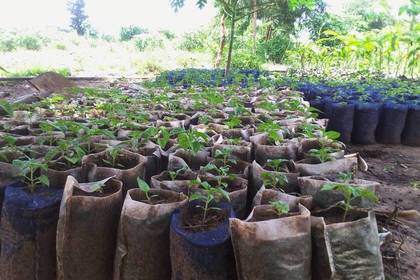 Setzlinge, die auf der ökologischen Farm angebaut werden
