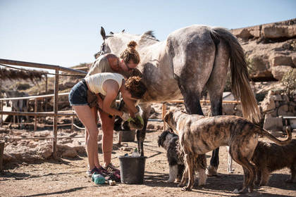 Volunteers kümmern sich um Pferd im Tierschutz Projekt