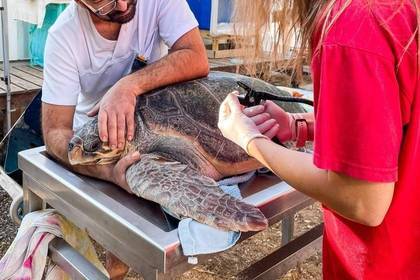 Behandlung einer Meeresschildkröte