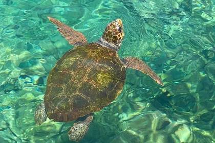 Das Schildkrötenprojekt auf Kreta