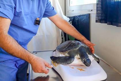 Behandlung einer Schildkröte im Projekt auf Kreta