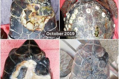 Fortschritte bei der Pflege verletzter Schildkröten