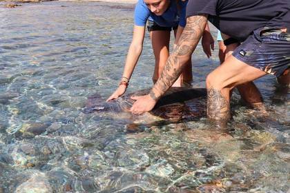 Volunteers setzen ein Schildkröte im Mittelmeer ab