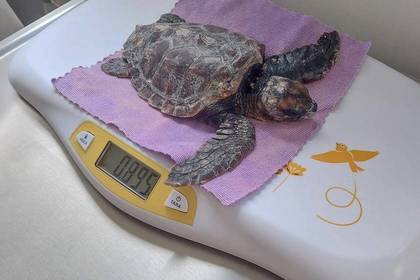 Eine Schildkröte wird im Projekt auf Kreta gewogen