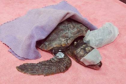 Eine verletzte Schildkröte in einer Auffangstation