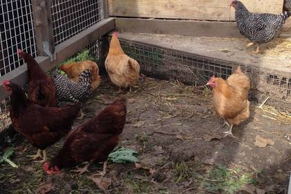 Chickens also live in the permaculture garden
