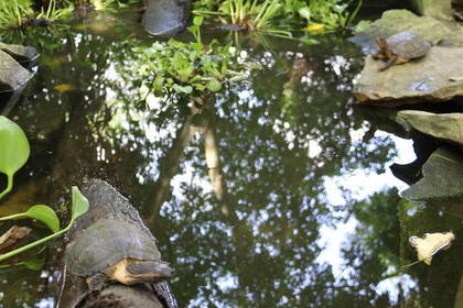 Ein Schildkrötenteich im Nationalpark in Vietnam