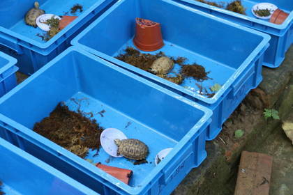 Hilf bei der Aufzucht junger Schildkröten