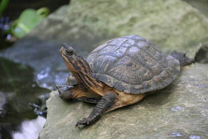 Hilf beim Tierschutz im Schildkrötenprojekt in Vietnam