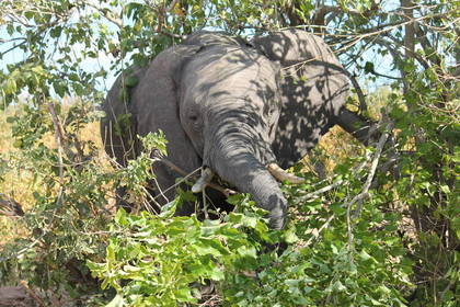 Wildtierschutz in der Nähe der Victoriafälle