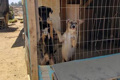 Street dogs in an animal shelter in Chile