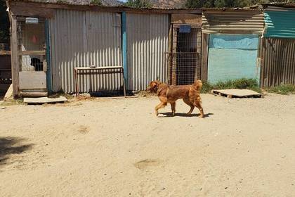 Street dog in the shelter project