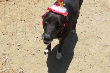Street dog with a hat in Chile