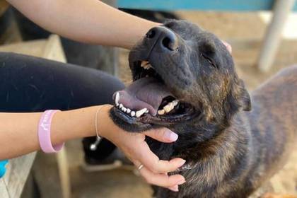 Volunteering mit Strassenhunden in Chile