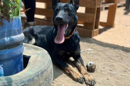 Strassenhund in Viña del Mar