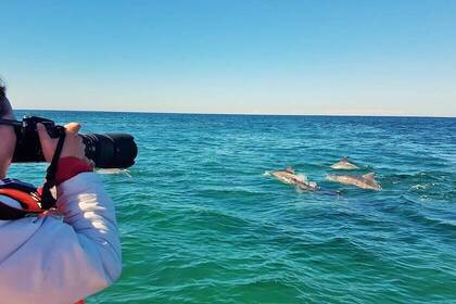Volunteer watching dolphins