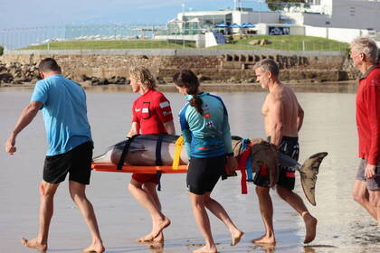 Volunteers carry stranded dolphin back to sea