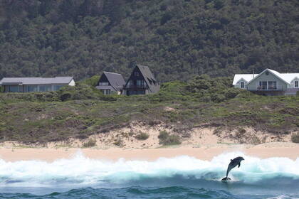 Delfin springt aus dem Wasser