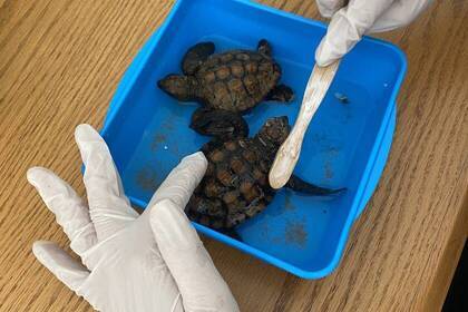 Schildkröten im Meerestiere Projekt