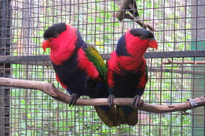 Ein paar Vögel in der Auffangstation